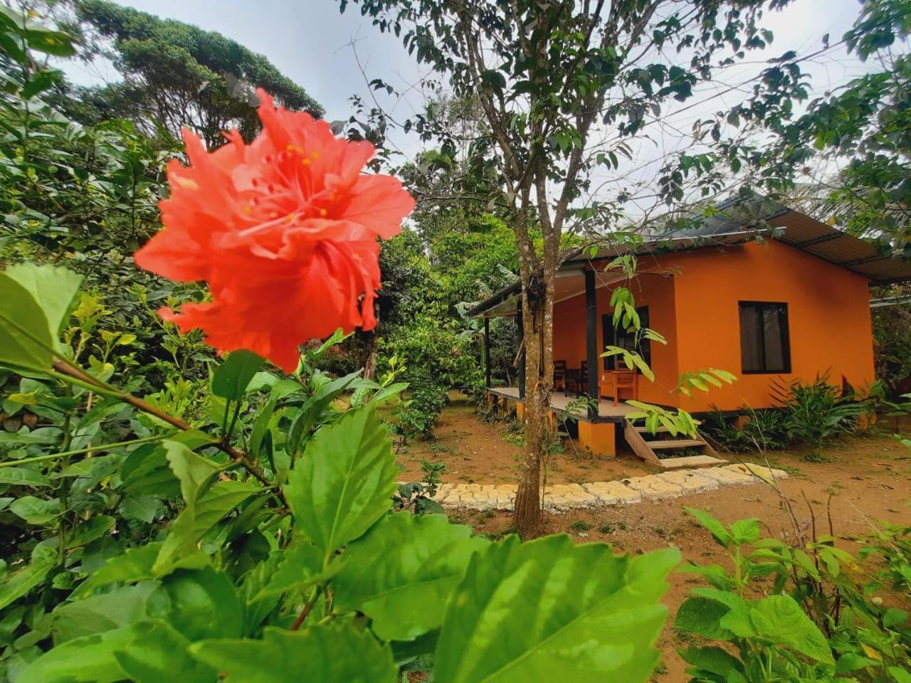 Cabinas Corcovado Green Parrot, Los Planes Drake Drake Bay Exterior photo